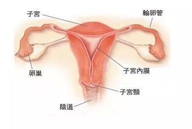 通草的功效与作用能通输卵管堵塞,诠释解析落实_静态版39.850