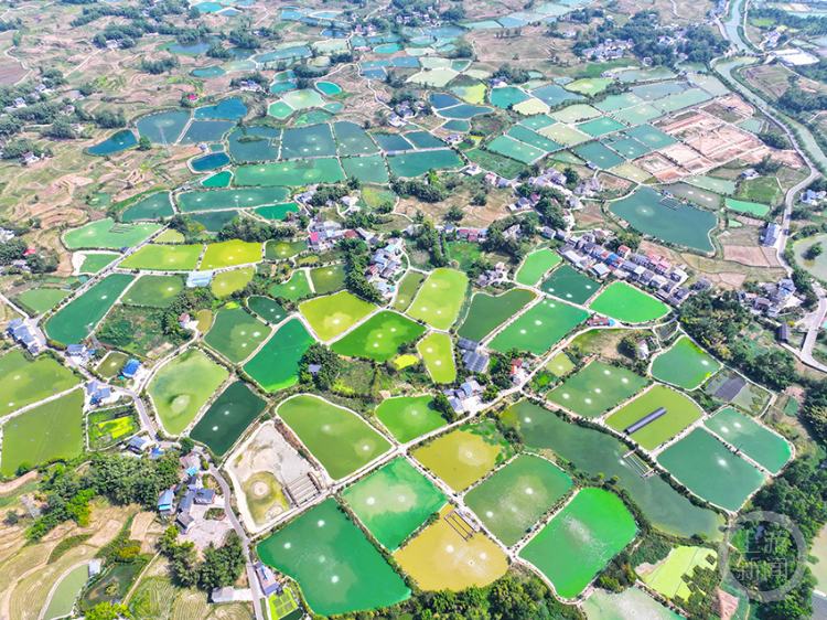 川西营村乡村振兴典范，最新新闻报道