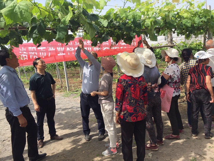 偃师市科技局引领创新，推动最新项目蓬勃发展