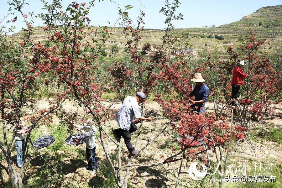 积石山保安族东乡族撒拉族自治县住房和城乡建设局招聘信息与职业发展机遇揭秘