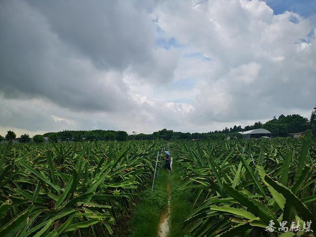 番禺区农业农村局最新项目，推动农业现代化，助力乡村振兴