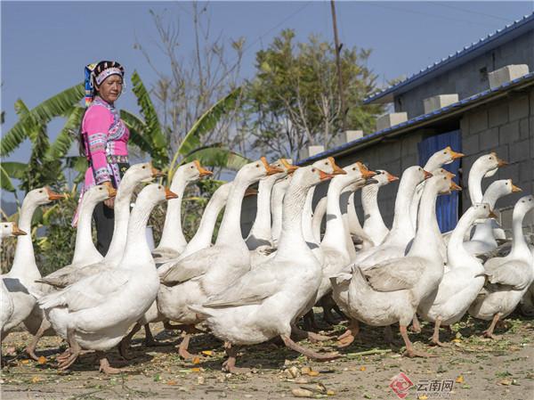 龙潭彝族傣族乡新领导团队引领发展，铸就辉煌成就