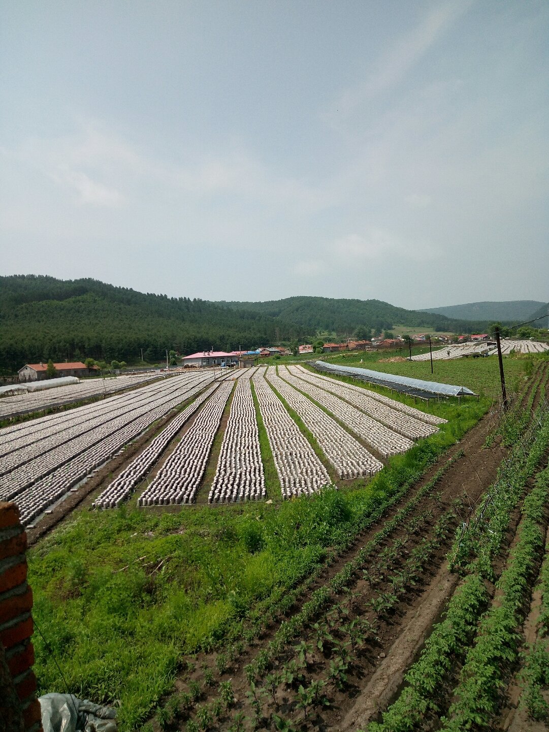 碱厂满族乡最新天气预报与影响分析概览