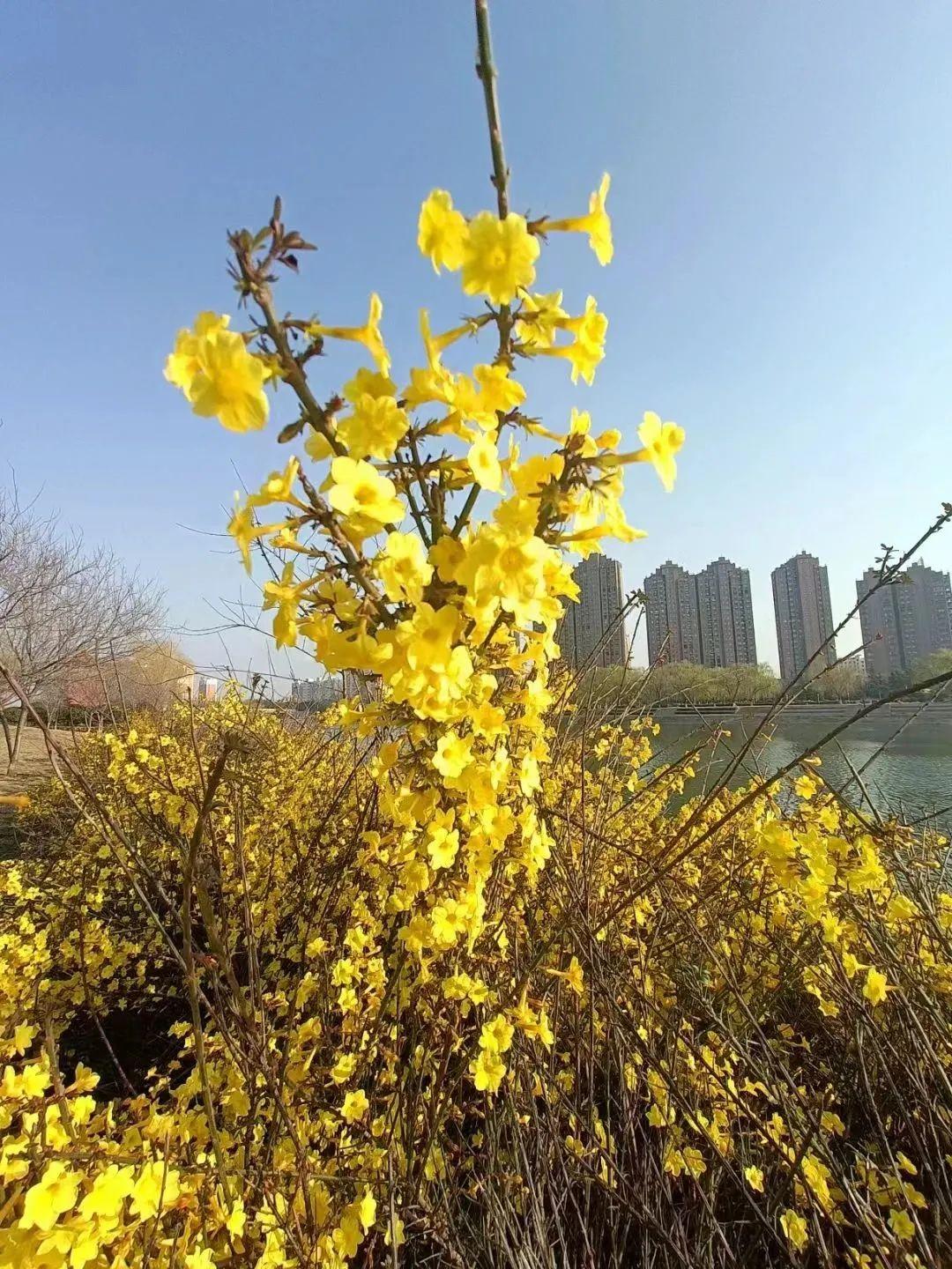 漯河市园林管理局启动城市绿化新篇章，城市绿化最新动态报道